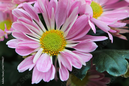 Closeup of pink and yellow Chrysanthemums in bloom