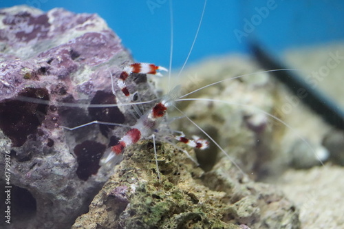 Camarão do Mar no Áquario Decorativo (Shrimp)