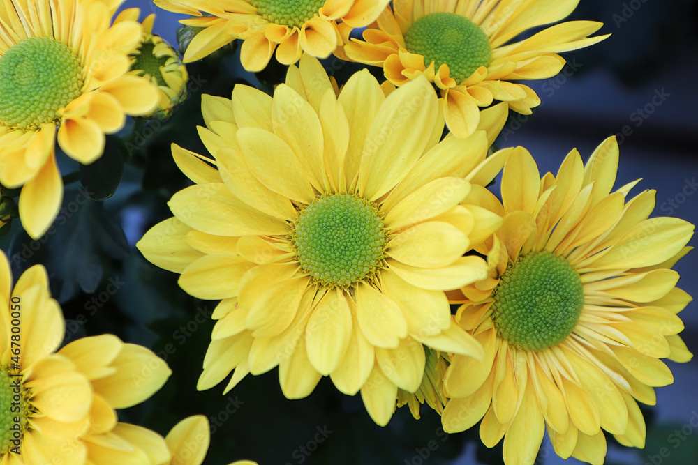 Closeup background of yellow and green centered mums