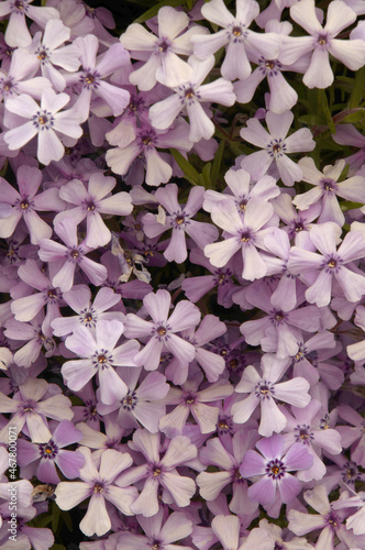 Spreading Phlox (P. diffusa) in rockery