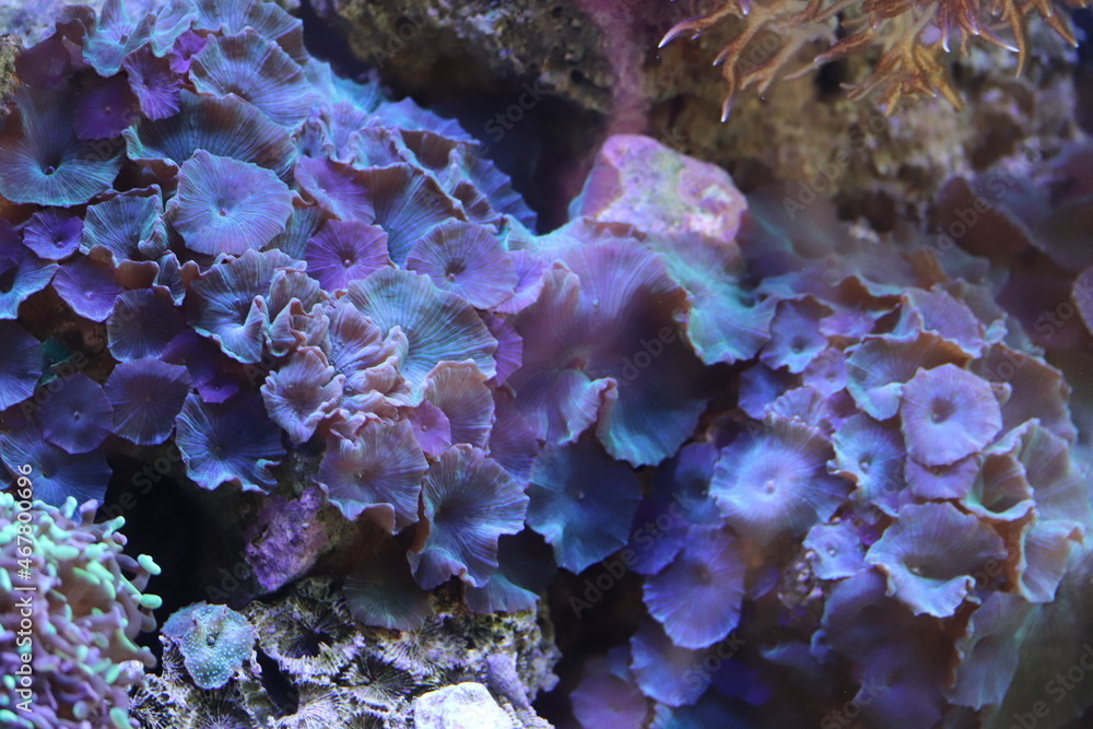 Fototapeta premium Corais de Água Salgada