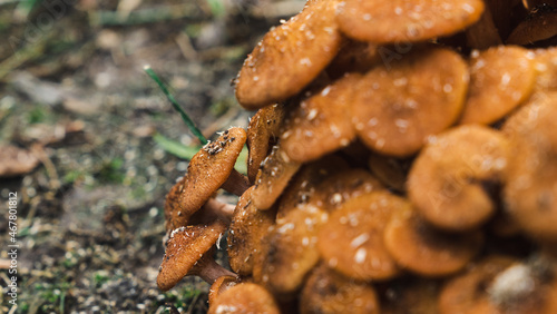 Mushroom closeup on ground