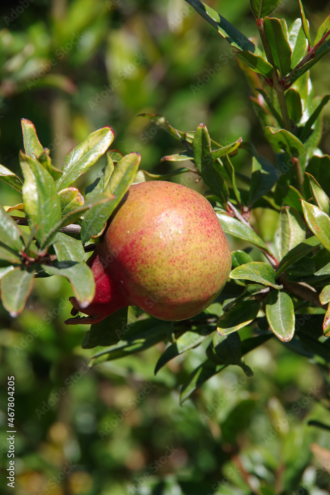 Close-up selective focus view of a single pomegranate fruit on a tree Close-up selective focus view of a single pomegranate fruit on a tree
