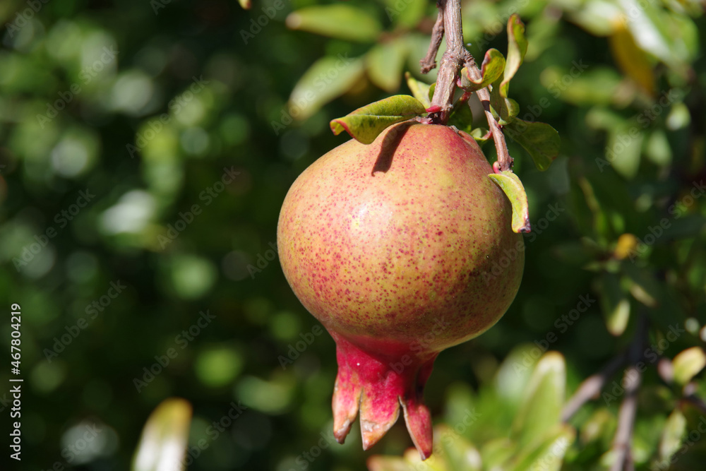 Close-up selective focus view of a single pomegranate fruit on a tree Close-up selective focus view of a single pomegranate fruit on a tree