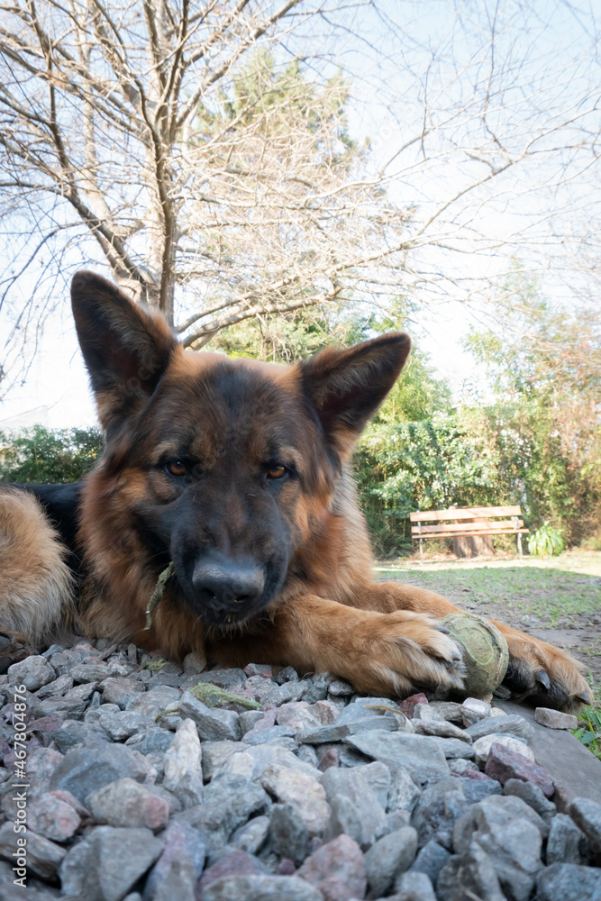 Naklejka premium Animales y naturaleza