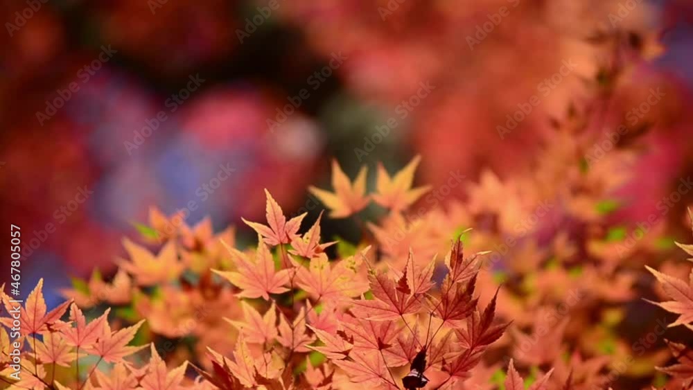Autumn maple leaves on tree branches. Autumn maple leaves on tree branches.