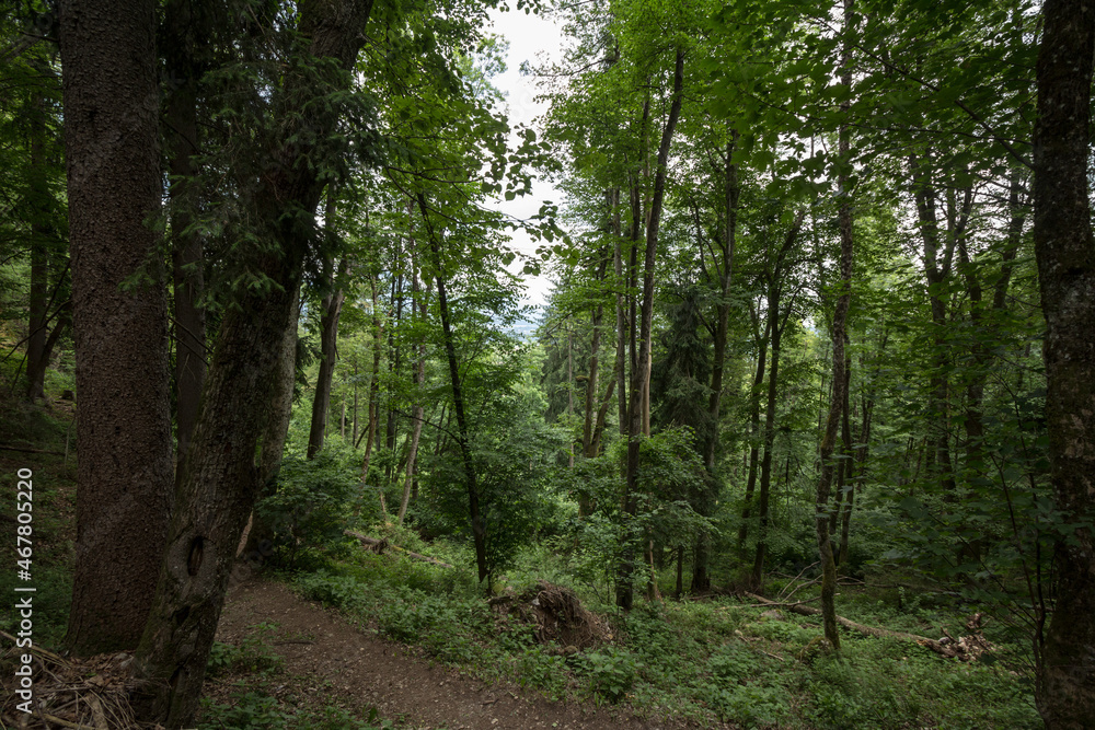 Dirthpath in the middle of deciduous trees in a typical alpine forest in the Julian Alps in Slovenia, during a grey rainy day, in deep woods, in Europe... Dirthpath in the middle of deciduous trees in a typical alpine forest in the Julian Alps in Slovenia, during a grey rainy day, in deep woods, in Europe...