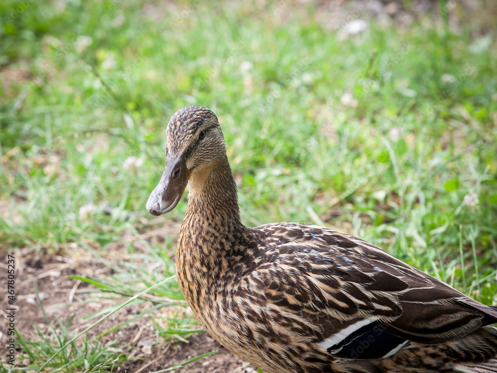 Female mallard duck standing by the waters of Bled lake in Slovenia. The Mallard, or anas platyrhynchos, is a wild dabbling duck present in Europe... Female mallard duck standing by the waters of Bled lake in Slovenia. The Mallard, or anas platyrhynchos, is a wild dabbling duck present in Europe...