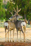 Black Tail Deer near Madras, Oregon USA