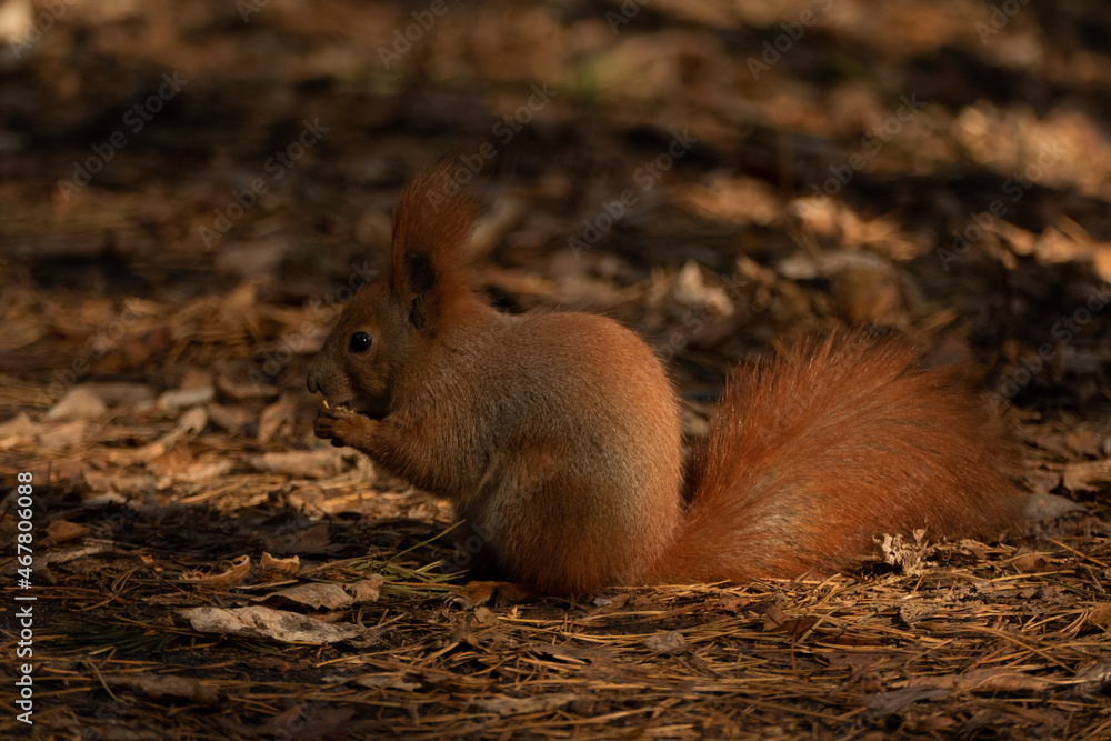 red squirrel with walnuts in the autumn forest among the leaves