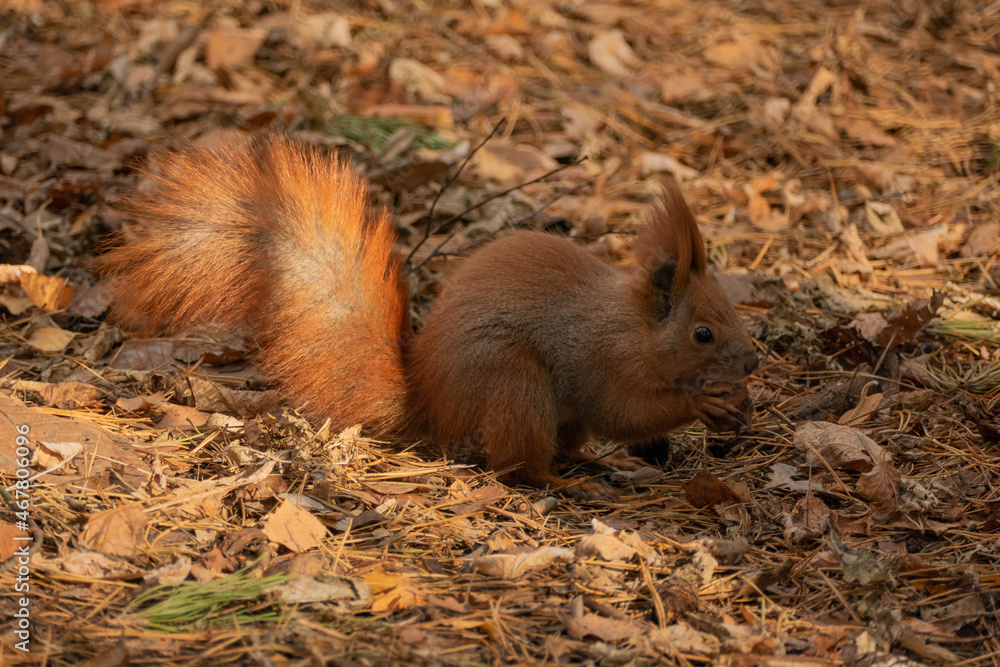 red squirrel with walnuts in the autumn forest among the leaves red squirrel with walnuts in the autumn forest among the leaves