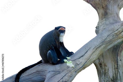 The brazza monkey sits on a tree and eats cabbage. On white background photo