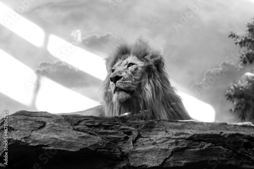 The lion sits on a stone  against the background of the sky. King of beasts. Black and white photography