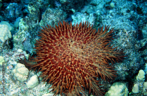 An Invasive Crown of Thorns Starfish Sea Star Feeding and Causing Damage to the Tropical Coral Near Kona, Hawaii