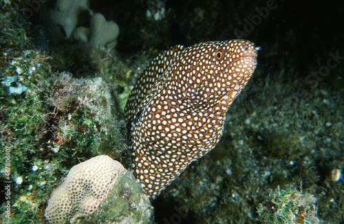 A Brown Spotted Coral Reef Moray Eel Prowls in a Hawaiian Rocky Reef Looking for Food with Jaws and Eyes Clearly Visible