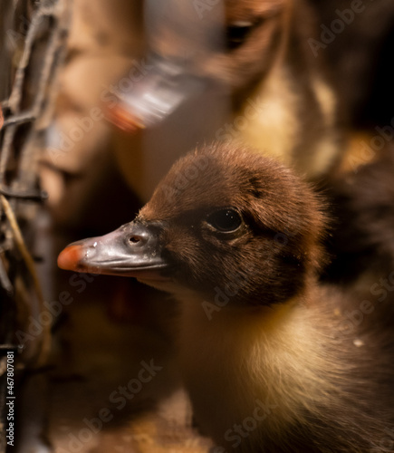 Animales y naturaleza