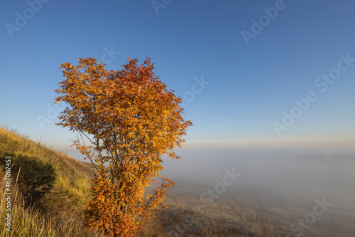 picturesque landscape, rowan bush with bright orange leaves. Fog-covered expanses through which the first rays of the rising sun pass. Dawn on a cold autumn morning.