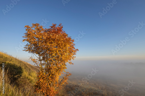 Quadro su tela picturesque landscape, rowan bush with bright orange leaves