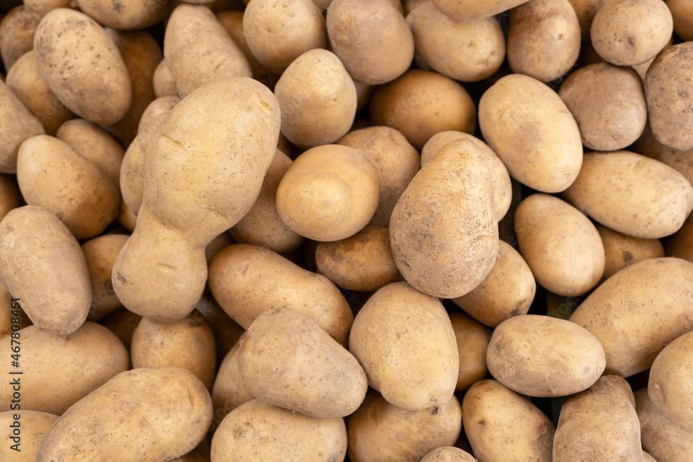 Heap of white potatoes, top view Raw Food background Heap of white potatoes, top view Raw Food background
