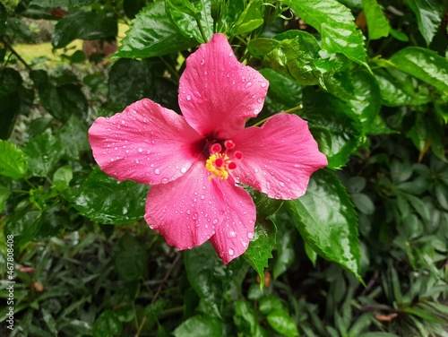 Red Hibiscus flower with raindrops in the garden. Close up picture with red hibiscus flower with water drops in rainy forest
