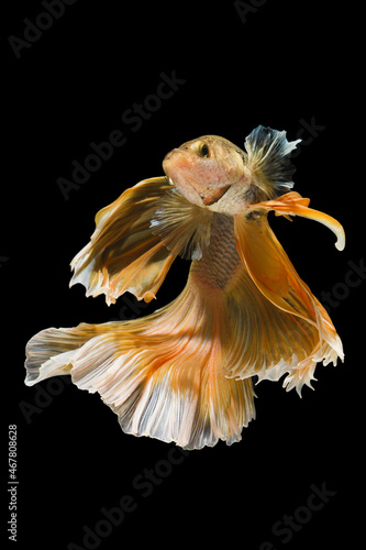 Capture the moving moment of white siamese fighting fish isolated on black background