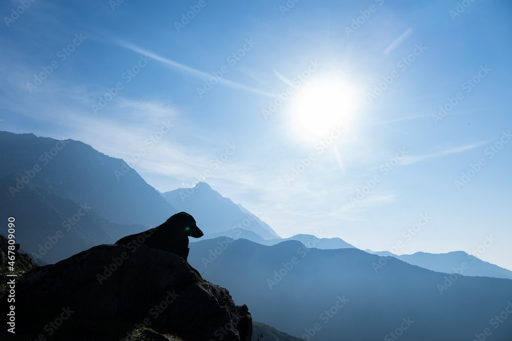 silhouette of a dog in the mountains