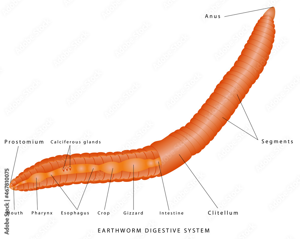 Earthworm Digestive System. Earthworm anatomy illustration. Internal anatomy  of an example of a Oligochaete annelid (the earthworm) on white background.  Stock Vector