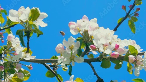 Bees collecting honey on blossoming apple tree flowers on a wonderful sunny spring day