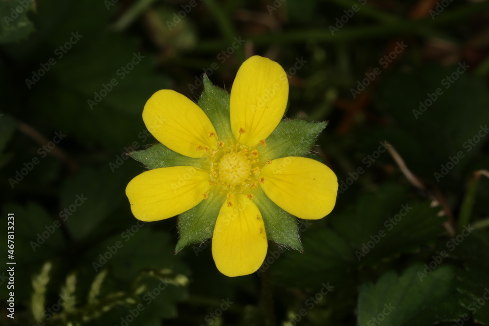 Macro photograph of yellow false strawberry flower with dark background