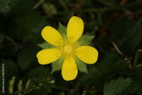 Macro photograph of yellow false strawberry flower with dark background