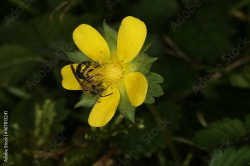 Macro photograph of yellow flower pollinated by bee with dark background