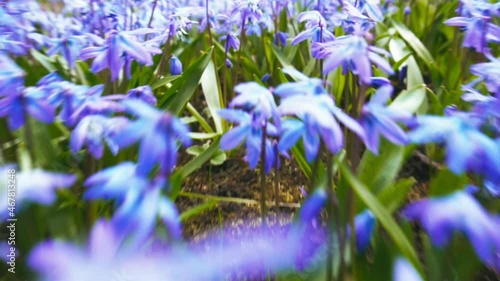 Camera move over beautiful blue flowers of Scilla siberica