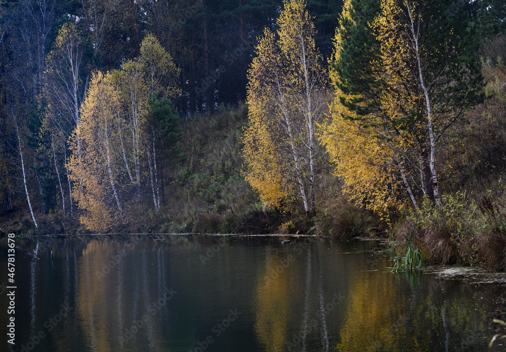 Obraz premium An autumn forest lake with a dark coniferous forest and bright yellow birches reflected in the water