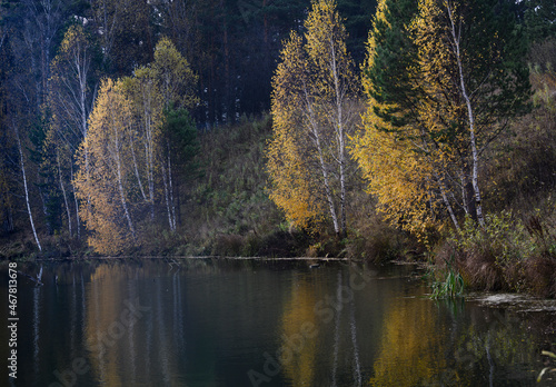 An autumn forest lake with a dark coniferous forest and bright yellow birches reflected in the water