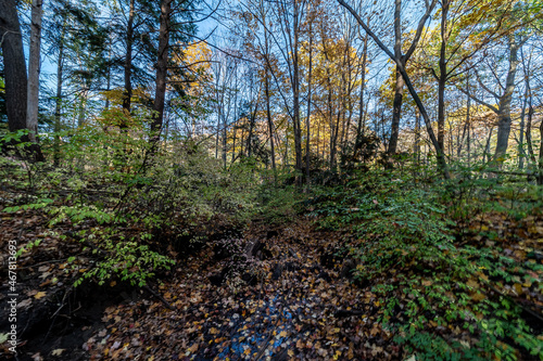 Forrest in Mississauga  ON  Canada  with a trail  fall colours and changing of leaf colours yellow-green