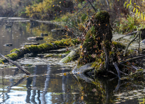 Fototapeta Naklejka Na Ścianę i Meble -  The remains of a tree with roots going into the water, and covered with moss. Like a goblin coming out of the water