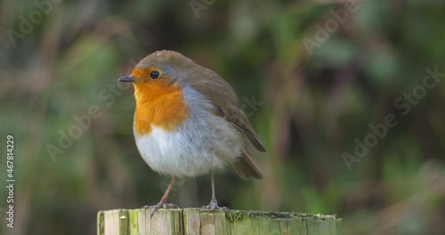 Robin bird regurgitates indigestible food pellet close up slow motion