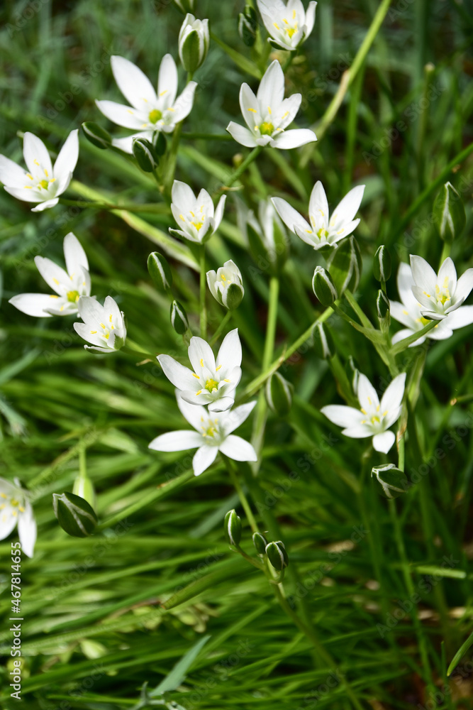 春のオーニソガラム