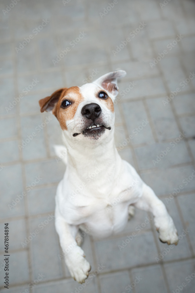 The dog stands on its hind legs and begs for food. Jack Russell Terrier.