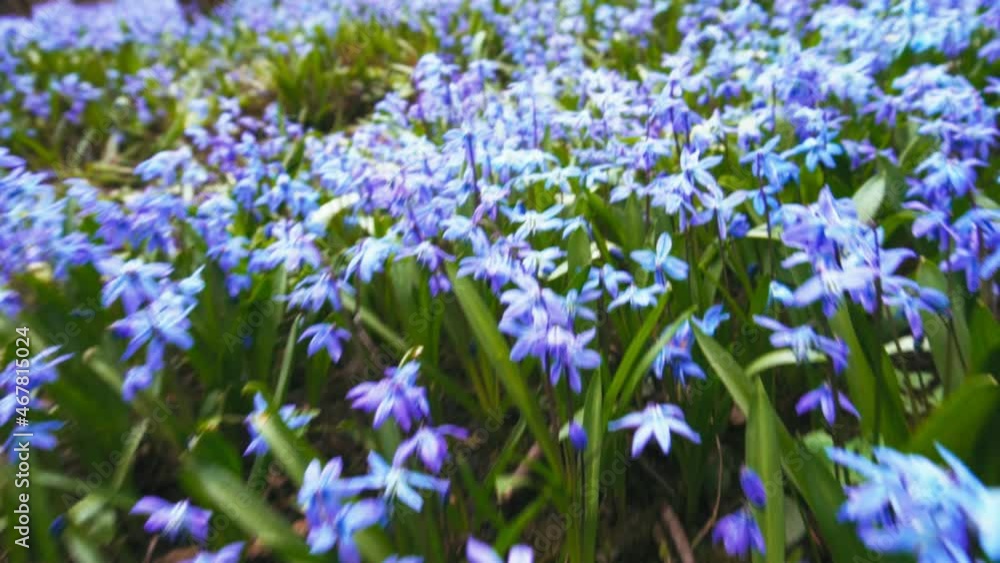 Camera move over beautiful blue flowers of Scilla siberica Camera move over beautiful blue flowers of Scilla siberica