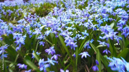 Camera move over beautiful blue flowers of Scilla siberica