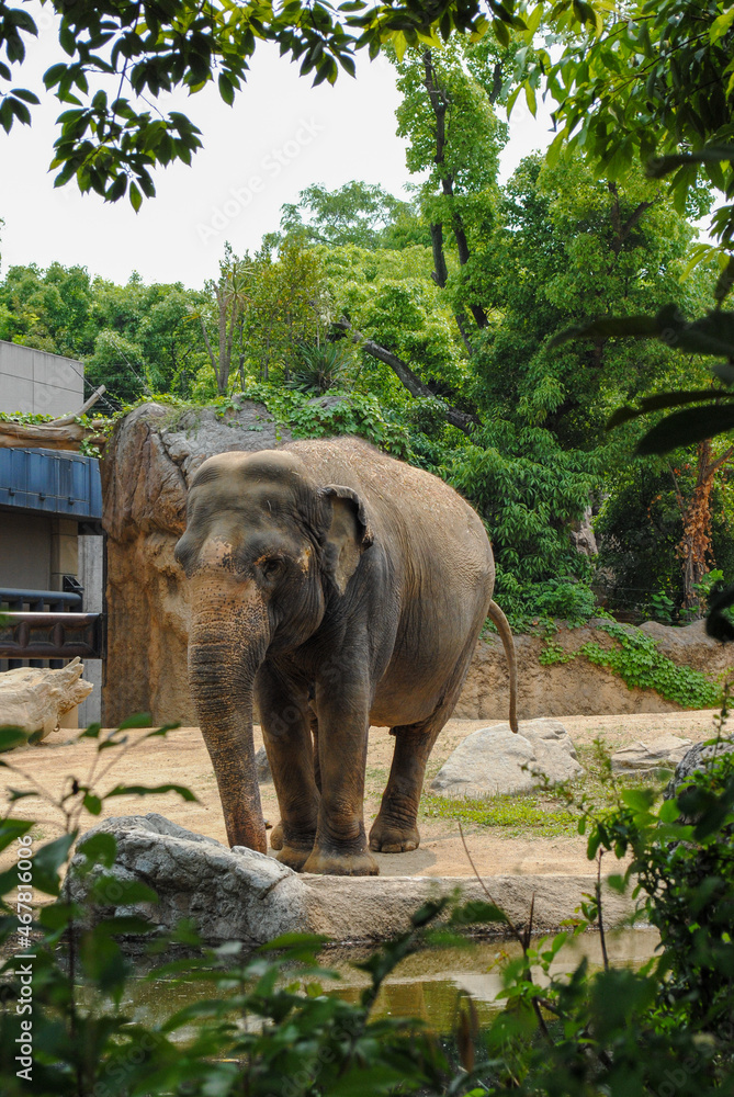 Fototapeta premium 動物園のゾウ