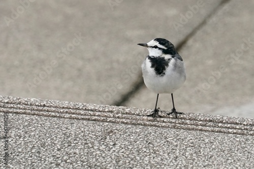 white wagtail in the park