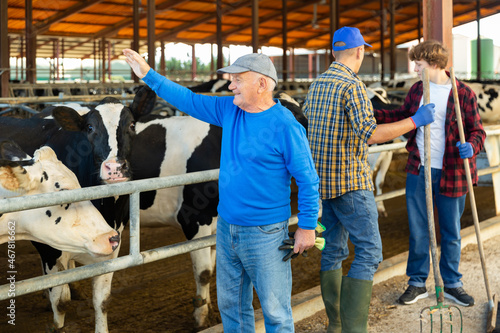 Senior farmer standing in cowhouse and waving with hands to someone. Two farn workers standing behind him and stroking cows.