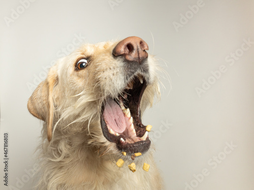 Labrador dog with mouth wide open catching treats photo