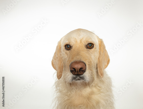 Portrait of yellow labrador retriever dog isolated on white background