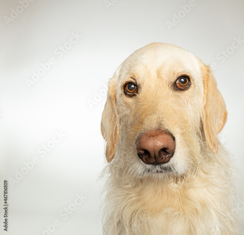 Serious looking golden labrador retriever dog with ears down and big nose © Sharon