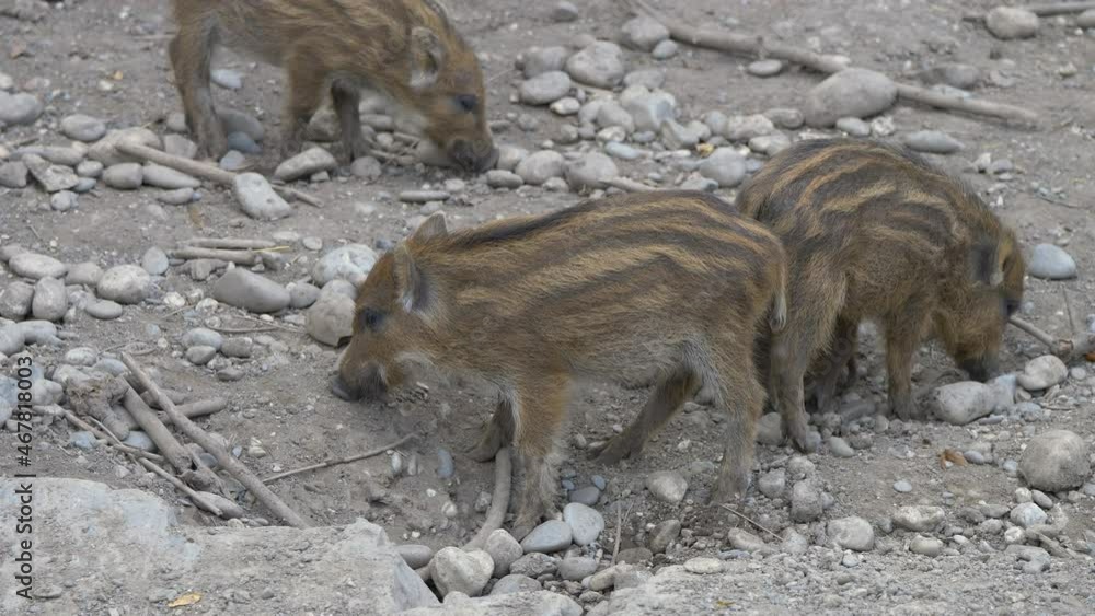 Family of young Boars looking for food in stony ground during daytime - Countryside Farm near Rocky mountain alps in Switzerland Family of young Boars looking for food in stony ground during daytime - Countryside Farm near Rocky mountain alps in Switzerland