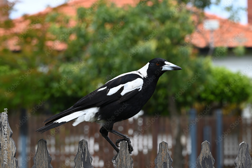 Obraz premium Australian magpie on a fence in a suburban street, tightly gripping a wooden fence picket with its talons to keep its balance
