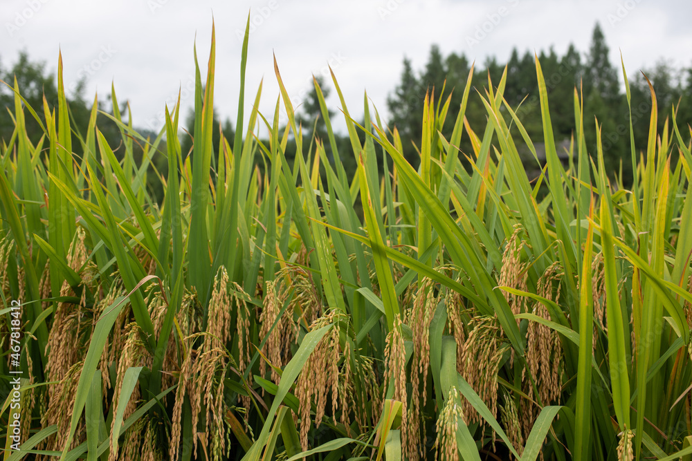 Obraz premium Autumn paddy fields are in the countryside